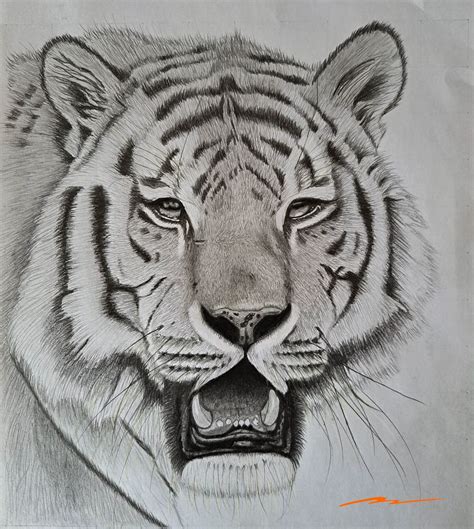 how to draw realistic tiger.